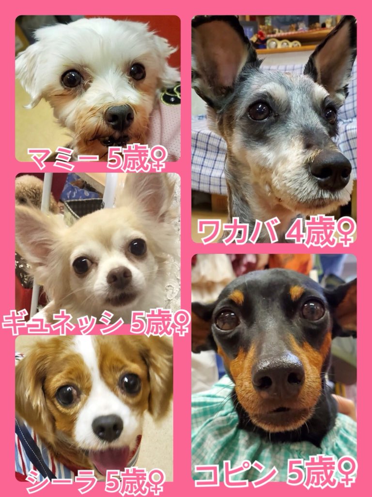 🐾今日はニャンワン🐱🐶の日🐾今日の里親様募集中ワンコ🐶メンバーです🐾2019,11,21